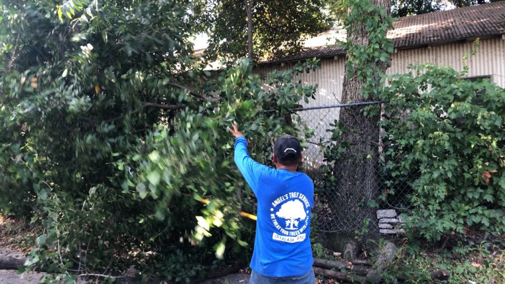 HOME - Angel´s Tree Services